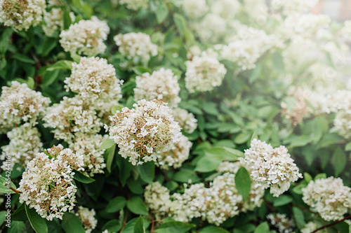 lush green bush with blooming white hydrangea flowers. vegetable backdrop. selective focus