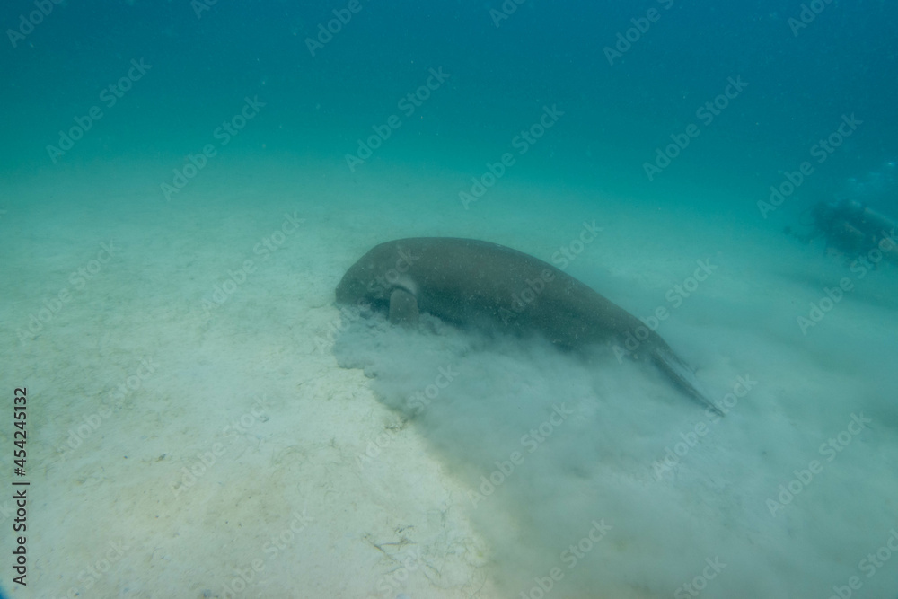 Fototapeta premium フィリピン、パラワン州のブスアンガ島コロン島に生息する野生のジュゴンをダイビングで撮影した風景 Landscape of a wild dugong diving on Coron Island, Busuanga, Palawan, Philippines. 