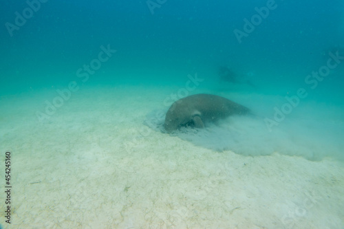                                                                                                                                               Landscape of a wild dugong diving on Coron Island  Busuanga  Palawan  Philippines. 