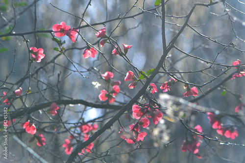 Pink Flower