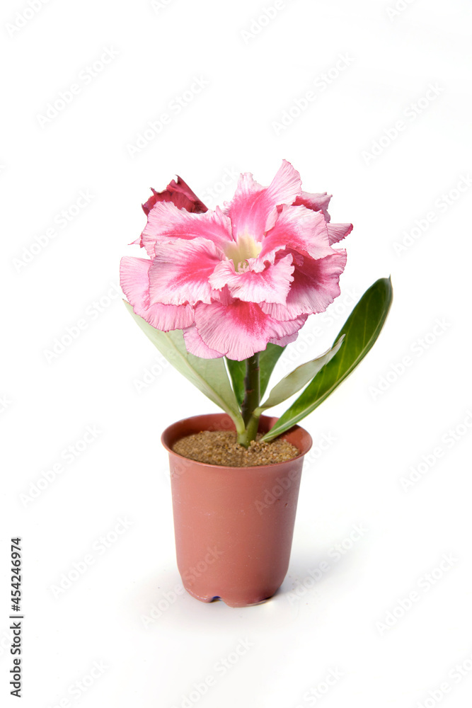 Beautiful Pink flower in pot isolated on white background