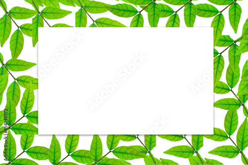 Beautiful tropical leaf frame with isolated on white background. The concept for text, design