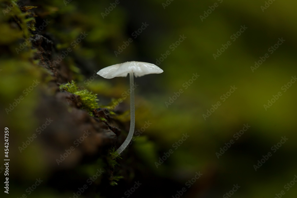Beautiful Mushrooms in the Tropical Forest Beautiful Mushrooms in the Tropical Forest