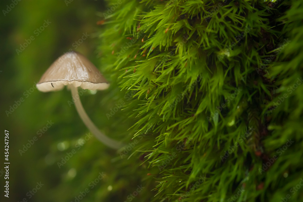 Beautiful Mushrooms in the Tropical Forest Beautiful Mushrooms in the Tropical Forest