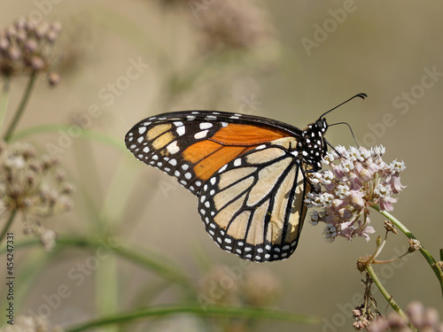 Monarch butterfly feeding on some pink flowers