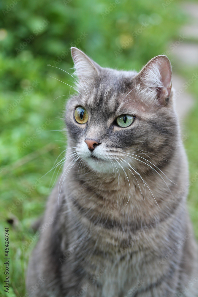 A funny gray tabby cat with eyes of different colors is sitting on the grass.