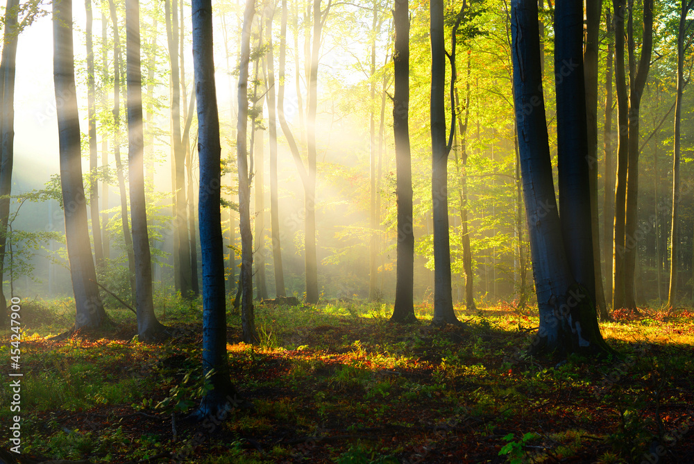 Obraz premium Beautiful morning in the forest