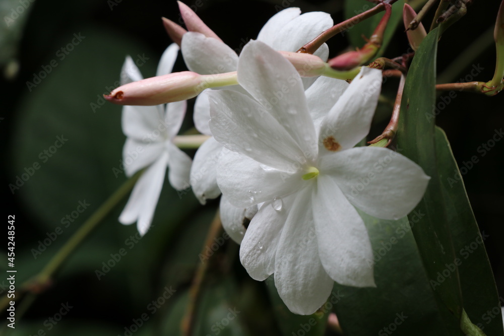 White flowers and buds White flowers and buds