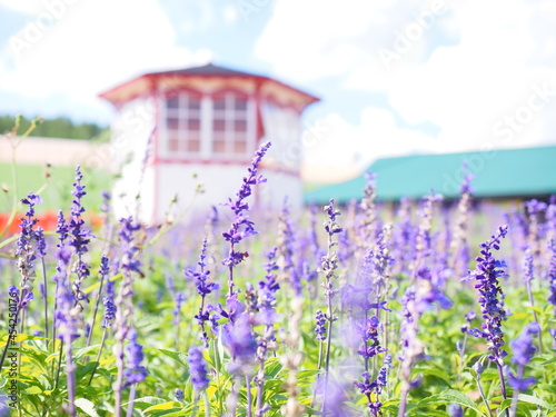 北海道の絶景 フラワーランドかみふらの ブルーサブリア畑