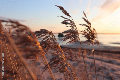 grass on the beach