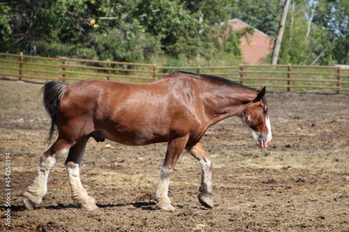 Horse Walking, Fort Edmonton Park, Edmonton, Alberta