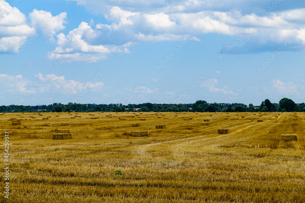 Bales of straw at the agricultural field. Agricultural concept