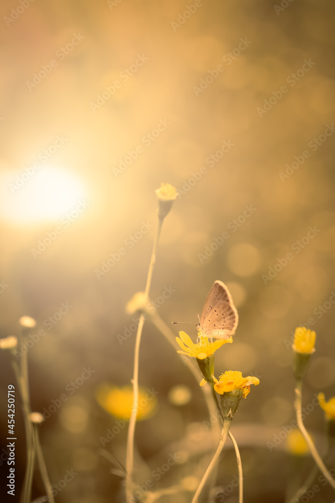 butterfly on a yellow flower