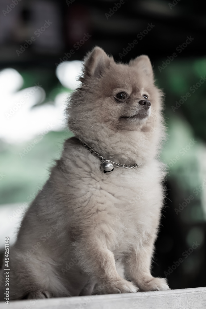 dog with nature background dog with nature background