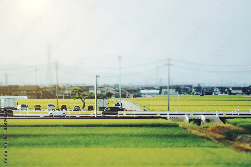 Fototapeta premium 日本の田園風景