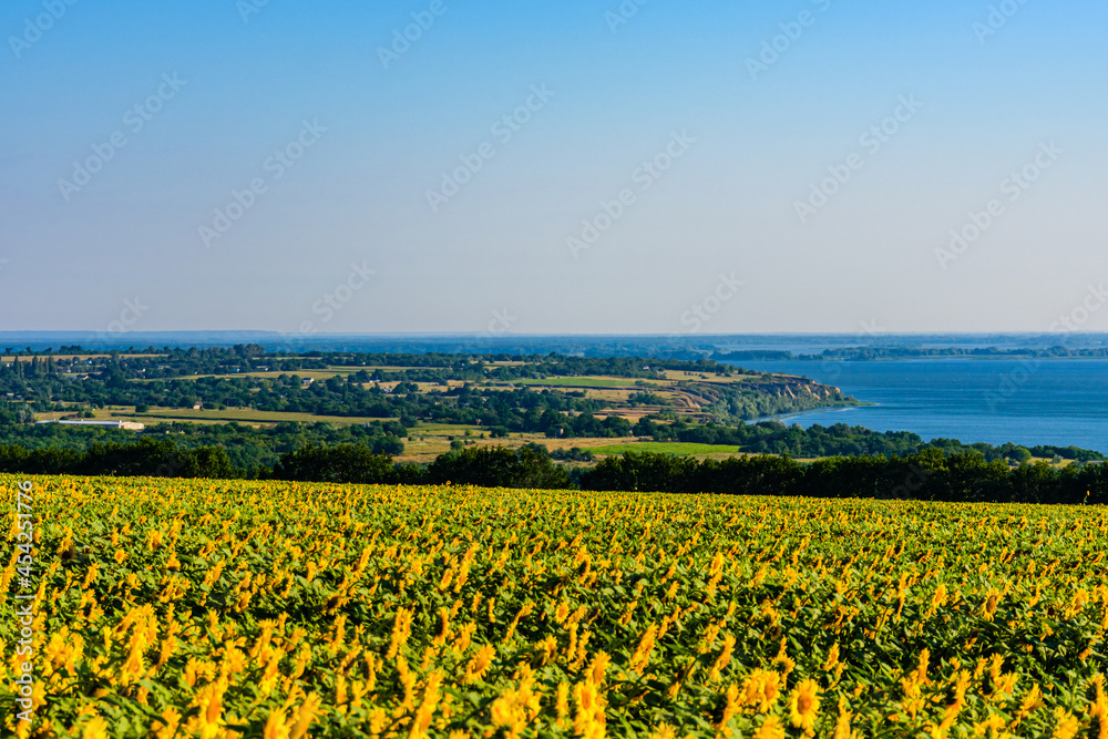 Field of the blooming sunflowers at summer. River Dnieper on background. Rural landscape