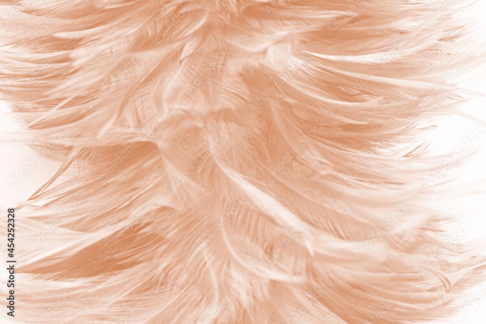 Beautiful white-brown feather texture background Beautiful white-brown feather texture background