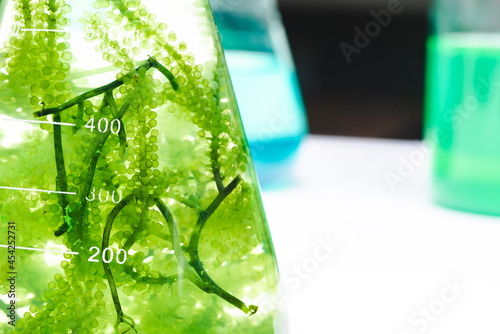 laboratory of green algae bio-fuel energy, alternative biotechnology science research, extraction experiment technology of fuel and biodiesel oil, natural environment in sustainable industry