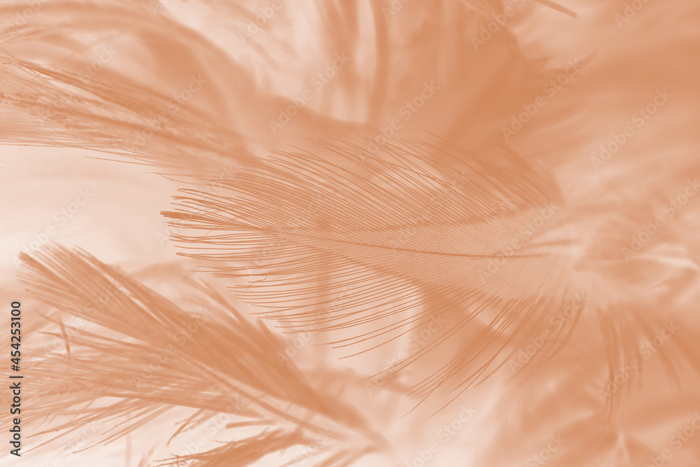 Beautiful white-brown feather texture background Beautiful white-brown feather texture background