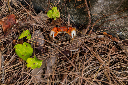 海岸の雑草にいる小さい蟹の様子