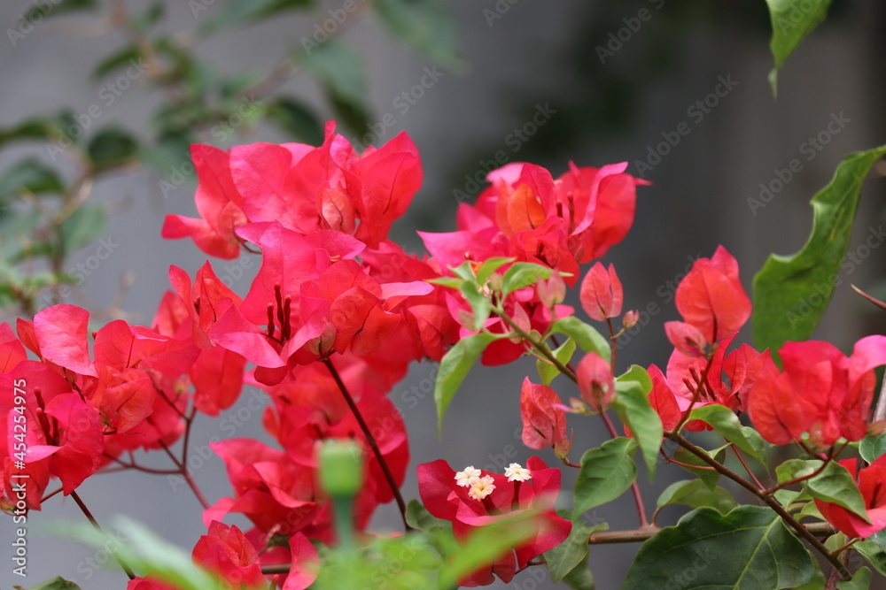 The blooming bunch of red flowers The blooming bunch of red flowers