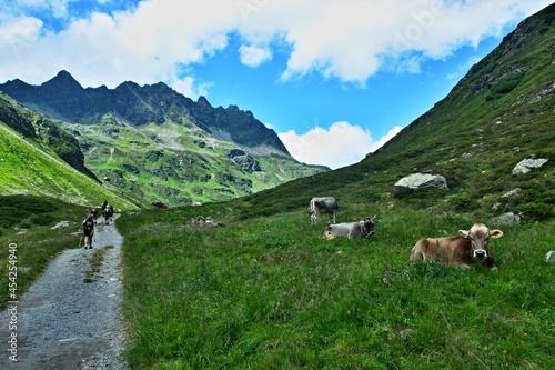 Austrian Alps-view on the cows in valley Ochsental