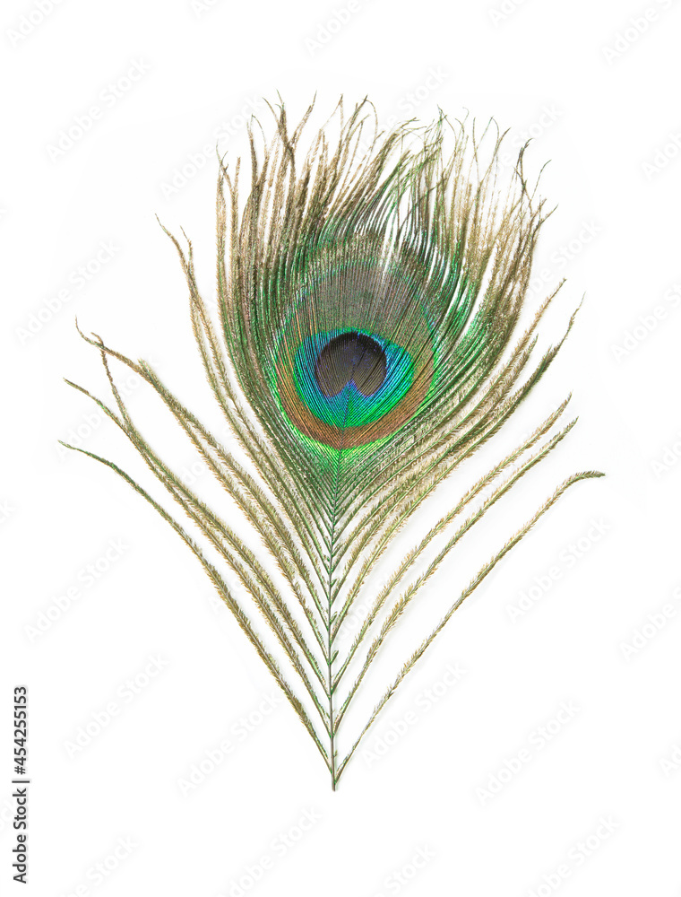 Obraz premium Beautiful peacock feather isolated on white background