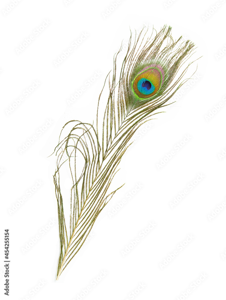 Obraz premium Beautiful peacock feather isolated on white background