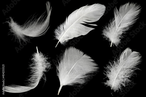 Group white feather isolated on black background
