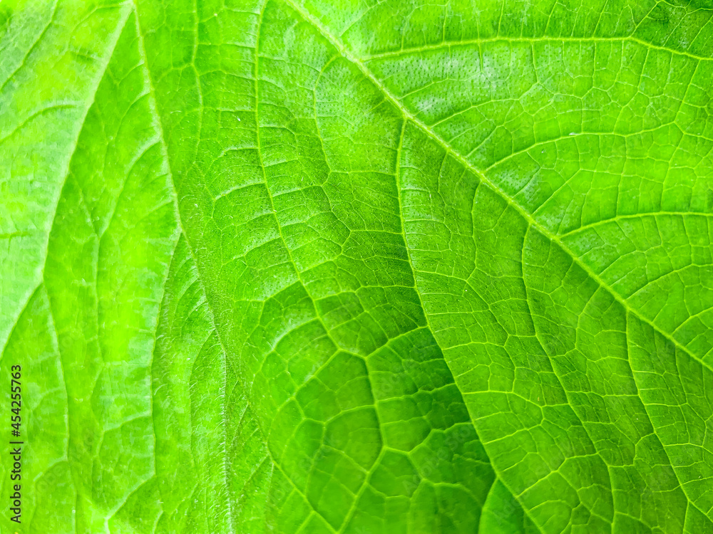Green leaves macro photo. Closeup leaf texture. Abstract natural floral background Green leaves macro photo. Closeup leaf texture. Abstract natural floral background