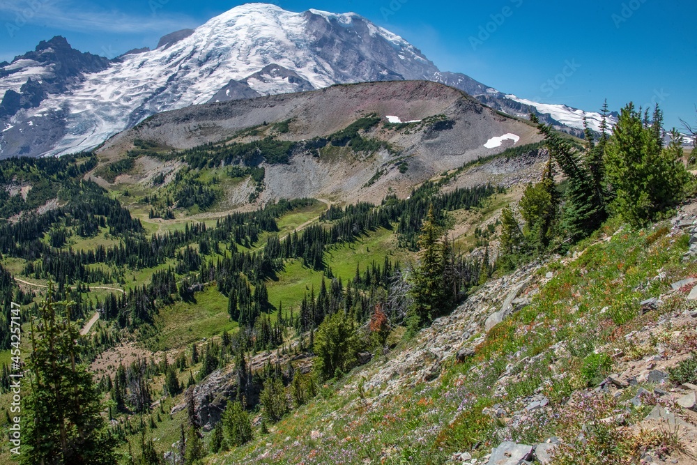 View of Mount Rainier during the summer. Mount Rainier has snow on it and is surrounded by wild flowers in bloom.