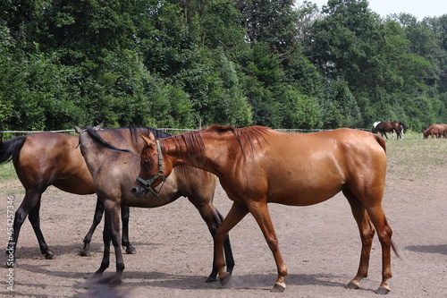 Koń, konie, Janów Podlaski, angloaraby, zwierzęta © Marcin