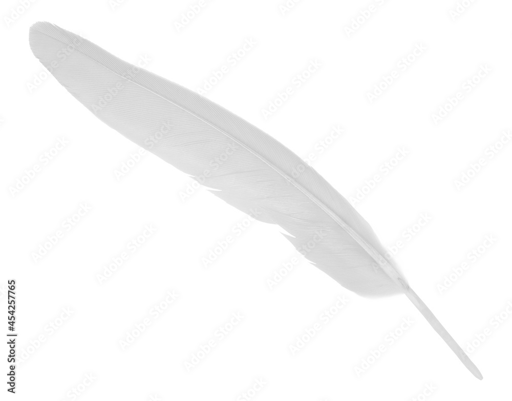 white feather isolated on white  background