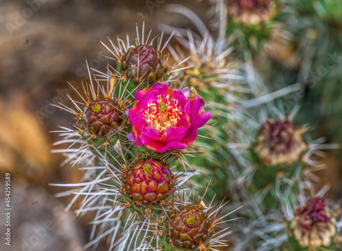 Pink Blossom Coastal Cholla Cactus Blooming Macro