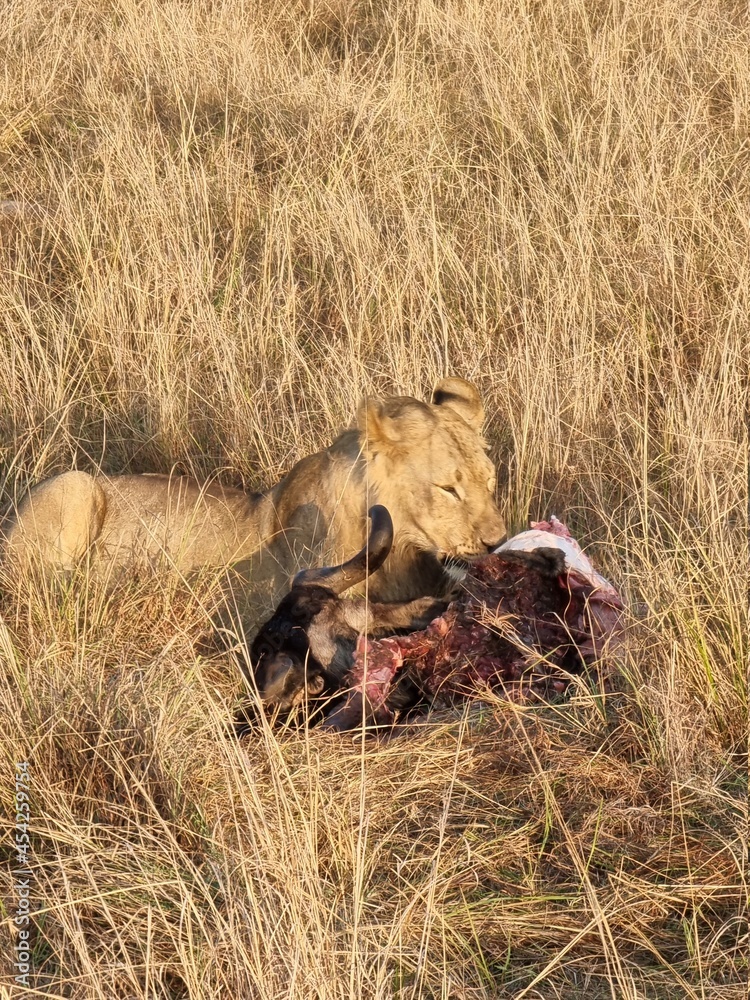 Obraz premium Lion Eating