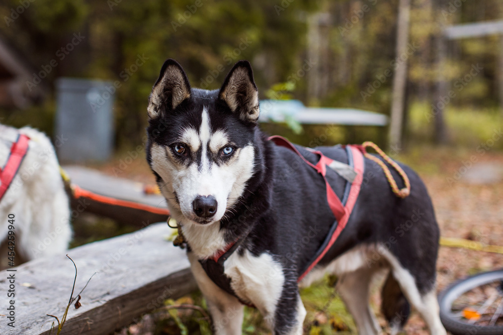 a cool looking siberian husky dog that is a racing husky autumn time hobby with your dog fall as a black husky dog with blue eyes and brown eyes strong male dog a cool looking siberian husky dog that is a racing husky autumn time hobby with your dog fall as a black husky dog with blue eyes and brown eyes strong male dog