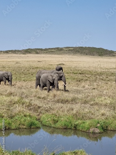 Photography elephants enjooying