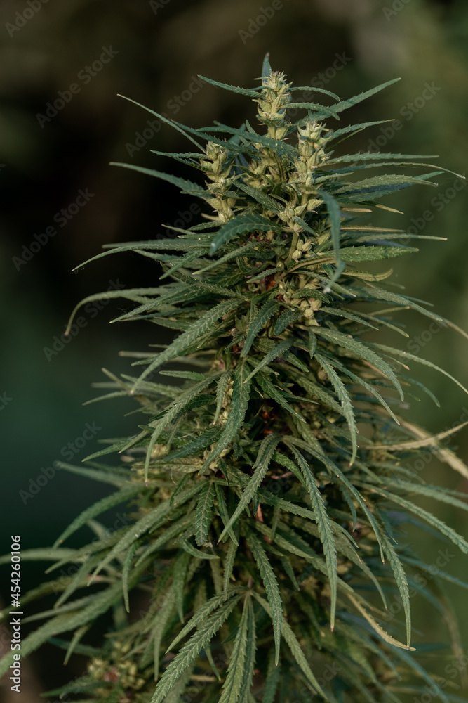 Mature marijuana plant with bud and leaves. Texture of marijuana plants at outdoor cannabis farm. Concept of herbal alternative medicine, cbd oil, pharmaceptical industry. Mature marijuana plant with bud and leaves. Texture of marijuana plants at outdoor cannabis farm. Concept of herbal alternative medicine, cbd oil, pharmaceptical industry.