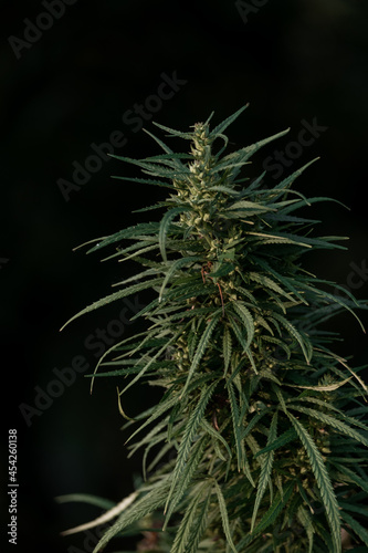Mature marijuana plant with bud and leaves. Texture of marijuana plants at outdoor cannabis farm. Concept of herbal alternative medicine, cbd oil, pharmaceptical industry.