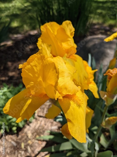 Saturated yellow iris on a sunny springtime day in public park