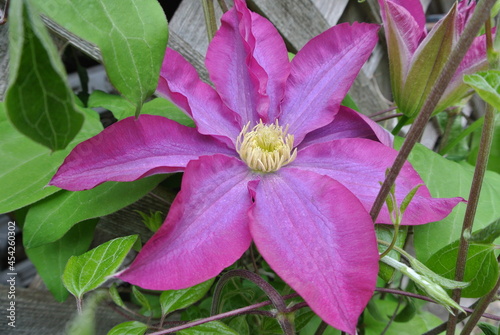 Passion flower bloom on a wooden lattice fence