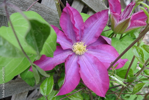 Passion flower bloom on a wooden lattice fence