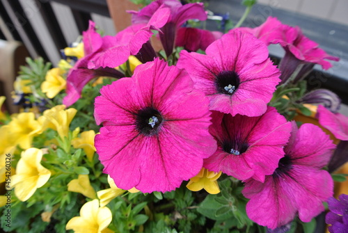 bright fuchsia petunia with little yellow flowers