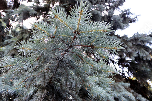 Natural scenic backdrop with beautiful pine tree