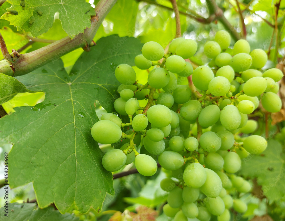 grapes growing on a branch in the garden. cultivation, horticulture, fruit, vineyard.