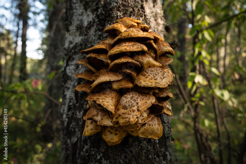 Mushrooms growing on a birch tree trunk