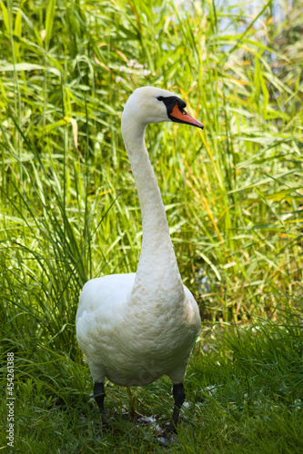 Big white swan walking on grass close-up view of
