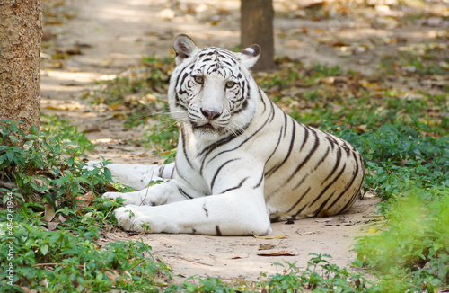 White Bengal tiger lying on the ground