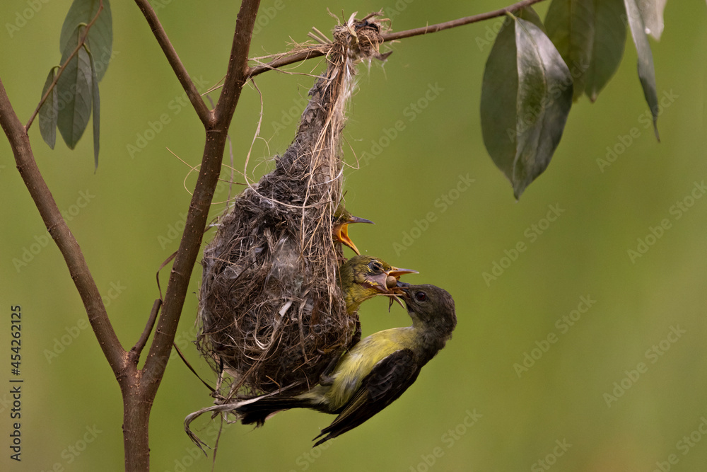 Yellow Sunbird just feeding her chick in the bright morning with bokeh background.