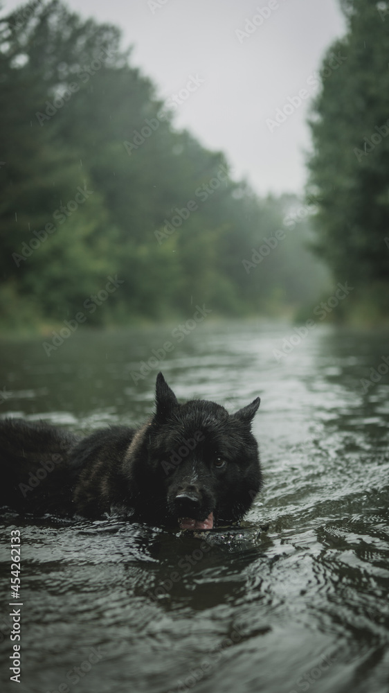 A black shepherd dog bathes in the river during the rain and drinks water from the river in the forest. A black shepherd dog bathes in the river during the rain and drinks water from the river in the forest.